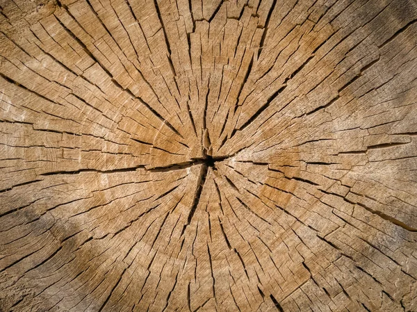 Cross section through a tree trunk. A lot of tree stumps.