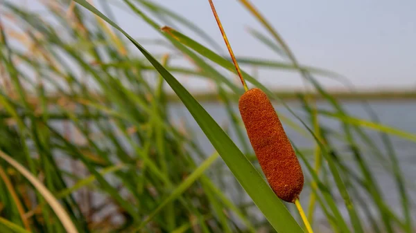 Güneşli bir günde bataklıklarda ya da nehirlerde sazlıklar ya da kuyruklar.