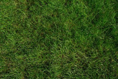 Sahada uzun yeşil çimenler Güneşin sıcacık ışınlarında.