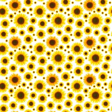 Beyaz bir zemin üzerinde pek çok izole ayçiçeği sepetleri, sonsuz bir dikişsiz doku oluşturur..