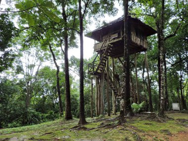 ormanda ağaç ev. Tarzan tarzı