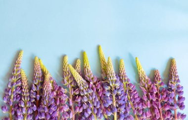 Sınır mor çiçekler mavi arka plan üzerinde kurt yaptı. Seçici odak. Kopya alanı ile üstten görünüm.