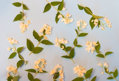 Çiçek arka plan beyaz yasemin çiçekleri ile. Seçici odak.