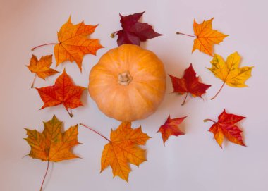 Kabak ve akçaağaç yapılmış renkli sonbahar desen bırakır. Güz konsepti.