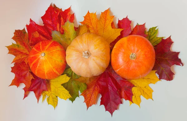 Pompoenen Herfst Maple Laat Grijze Achtergrond Herfst Grens — Stockfoto