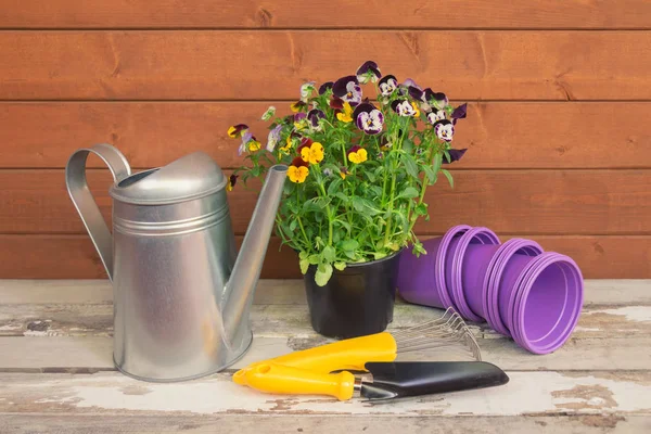 Purple plastic flower pots, watering can, seedlings of colorful pansy flowers and yellow gardening tools