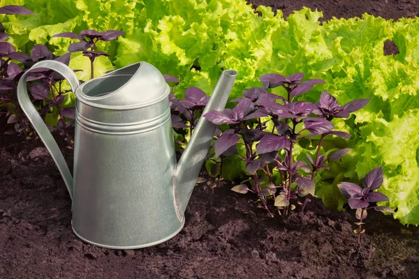 Fresh salad and purple basil on the bed and watering can near.