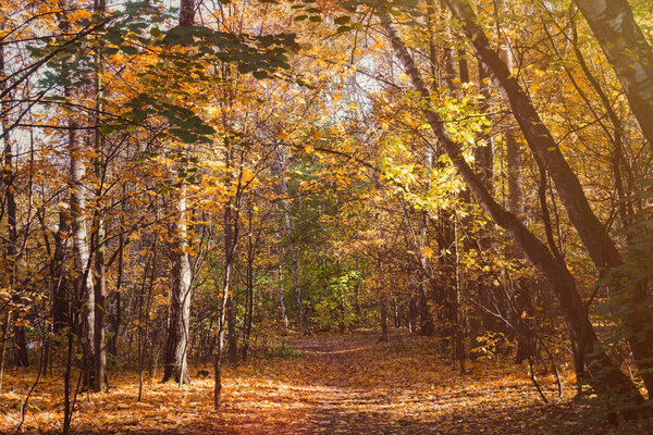 Path in autumn forest in sunny day. Fall nature. Selective focus