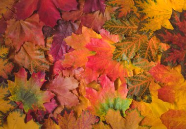 Renkli sonbahar akçaağaç yapraklarından oluşan arkaplan