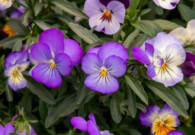 Bahçedeki güzel melezleri kapatın. Seçici odak.