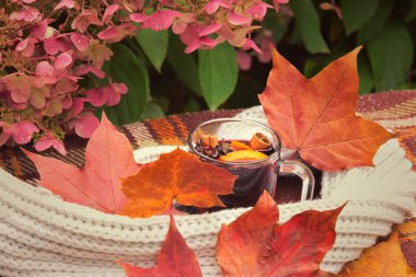 Eşarba sarılı bir bardak sıcak şarap ve sonbahar ortanca çiçeği arka planında ekose üzerine sonbahar akçaağaç yaprakları. Sıcak şaraba odaklan.. 