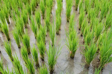 Çeltik tarlasında genç Tay pirinç, Tayland.