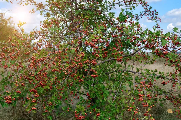 Red Hawthorn Meyvesi yakın plan. doğal yeşil bir arka planda çalı filizleri.