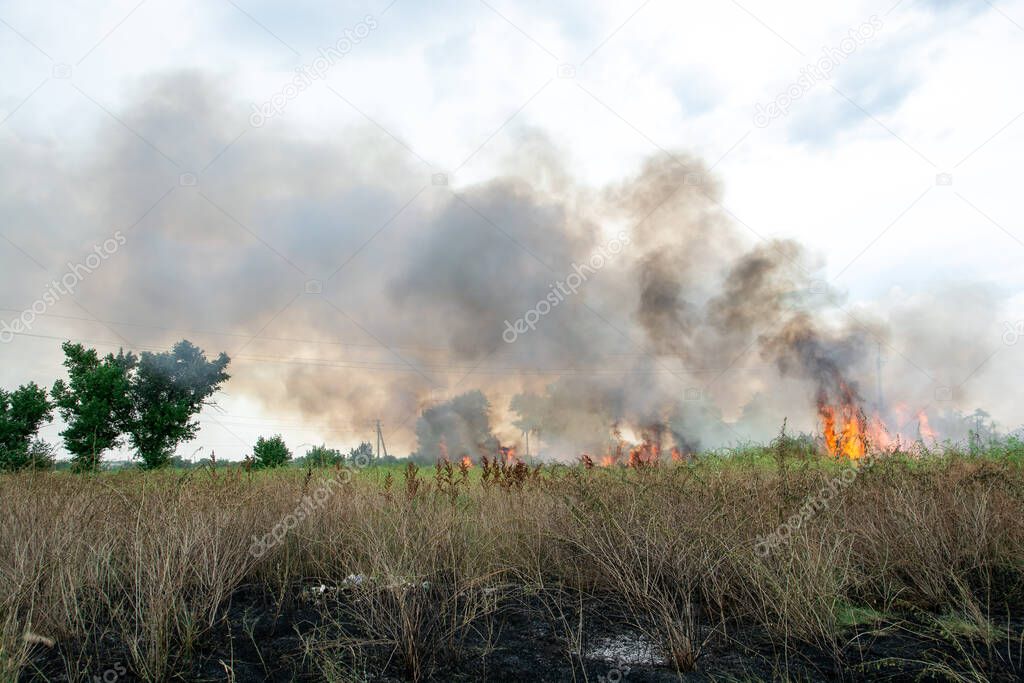 summer fire in the green grass. large flames over the shrubs. black smog in the sky. ecological catastrophy