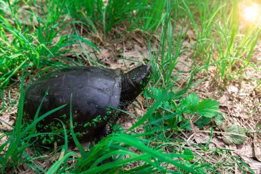 Kara kaplumbağası yeşil çimlerin üzerinde parktaydı. Yapraklar içinde karapas. 