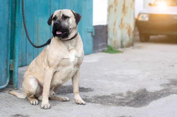 Genç bir boğa güreşçisi kaldırımda çitin yanında tasma takıyor. İşaret fişeği. Evcil hayvanlar. Güzel köpek..