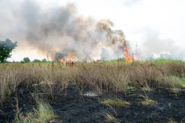 Nyári Tűz Zöld Fűben Nagy Lángok Bokrok Felett Fekete Szmog Jogdíjmentes Stock Fotók