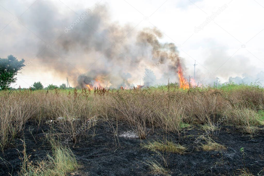 summer fire in the green grass. large flames over the shrubs. black smog in the sky. ecological catastrophy