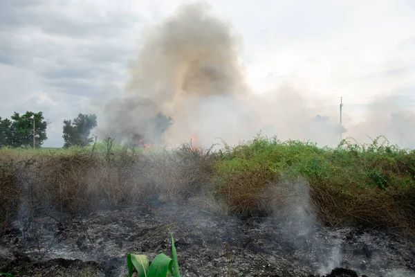 Nyári Tűz Zöld Fűben Nagy Lángok Bokrok Felett Fekete Szmog Jogdíjmentes Stock Képek