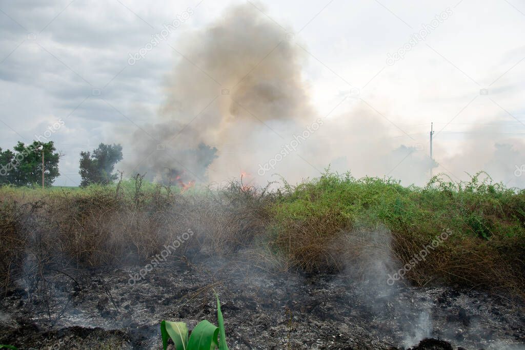 fuego de verano en hierba verde. grandes llamas sobre los arbustos