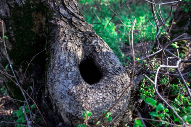 Ağaçta büyük bir oyuk var. Bagajda bir delik var. Doğal manzara.