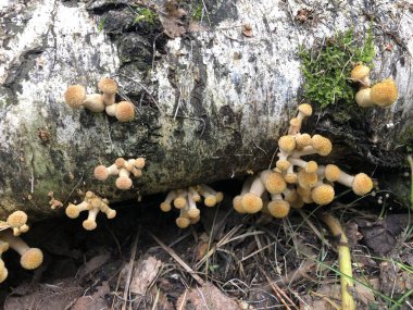 Kütükte küçük mantarlar