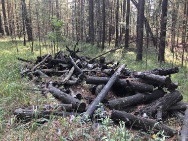 ormandaki eski günlükleri