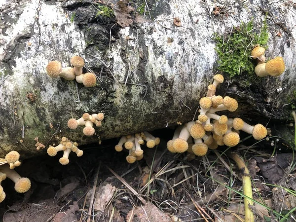 Kütükte küçük mantarlar