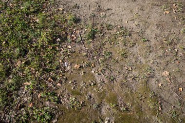 Çim en iyi ot ve yosun