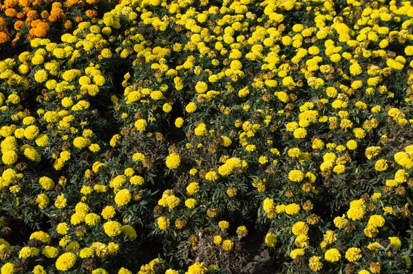 Virágágyas Parkban Marigolds Val — Stock Fotó