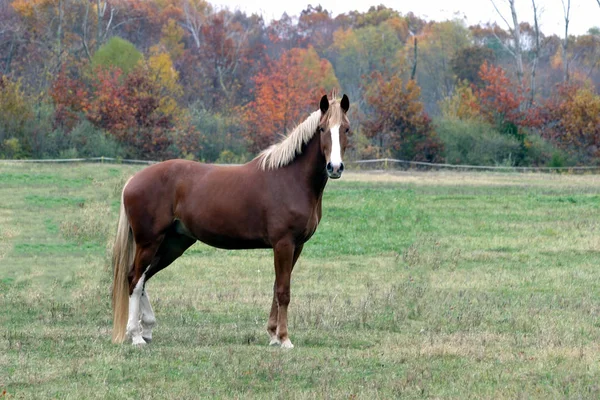 Fall Horse Fenced Field Ann Arbor Michigan — Stock Photo, Image