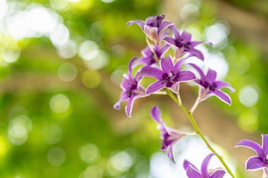 Yaprak yeşil ağaç arka plan ile mor orkide