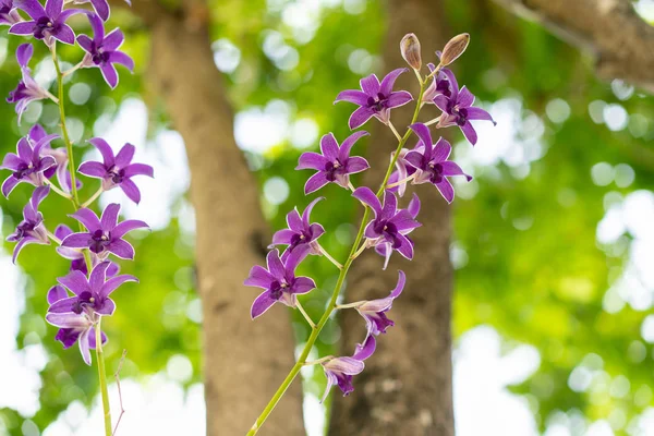 Purple Orchid Green Leaf Tree Background — Stock Photo, Image