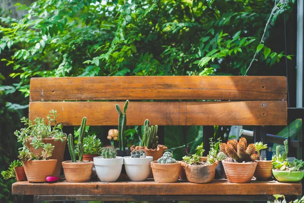 Cactus en silla de madera en jardín de estilo vintage, Película tonificada — Foto de Stock