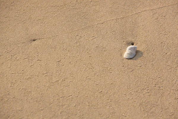 Sand och skal på stranden, abstrakt textur bakgrund-bild — Stockfoto