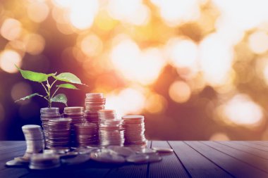 Bozuk paralar üzerinde güneş ışığı alan küçük ağaç büyümesi. Kopya alanı, para tasarrufu fonu kavramı.