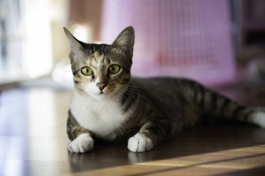 Kedi ahşap zeminde kameraya doğru bakıyor.