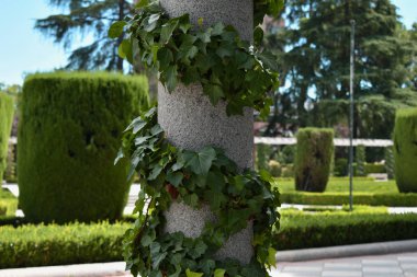 Arkasında çitler ile beton sütun etrafında Creeper
