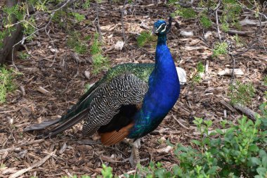 Kuru topraklı bir bahçede kuyruk suz tavus kuşu