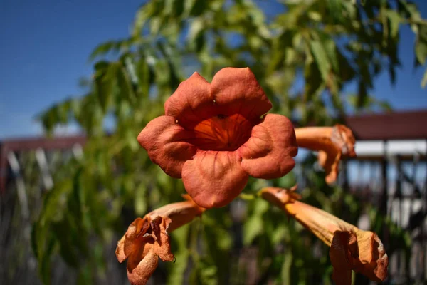 Orange Flower Mouth Shaped Petals — Stock Photo, Image