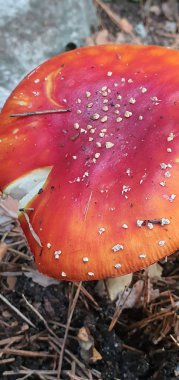 Gümüşi mantar, güneş ışığında tamamen doğada