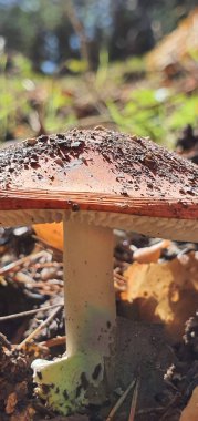 Gümüşi mantar, güneş ışığında tamamen doğada