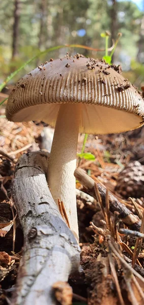 Silvetre mushroom in full nature in the sunlight — Stock Photo, Image