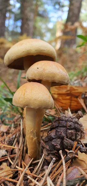 Silvetre mushroom in full nature in the sunlight — Stock Photo, Image