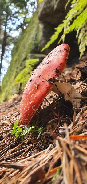 Silvetre mushroom in full nature in the sunlight — Stock Photo, Image