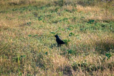 Kuzgun doğanın ortasında, Mayıs 2020