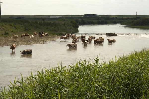 Cow herd is having bath in romanian river Aries Aranyos near village Luncani Aranyosgerend at summer time. At noon, the cows go to the river to drink and to get chill.