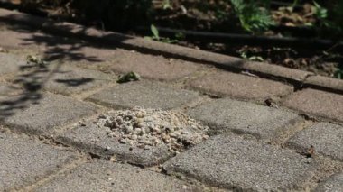 Kum arısı böceklerin sisisifosu. Kaldırımdaki taşlardan kendi ağırlığından daha ağır çakıl taşları çıkarır ve yuvasını yapar. İğneleyici avcı meşgul, çalışkan ve yorulmadan çalışıyor..