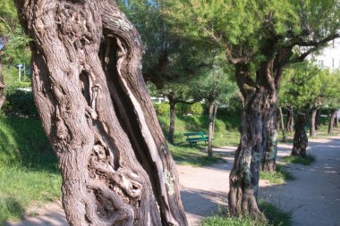 Biarritz France Jun 2017. Gezinti güvertesinde çok eski bir sıra thuja ağacı. Ağaç kabuğu yaşlı bir adamın yüzü gibi buruşmuştu..