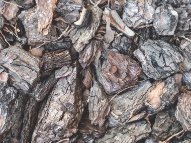 Yerde yatan bir ağaç kabuğunun dokusu. Ağaç kabuğundan arka plan.